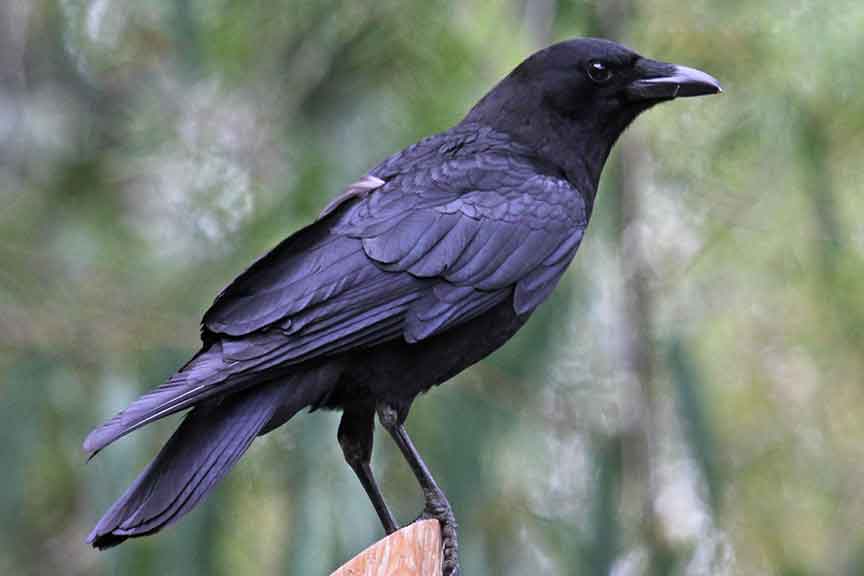American Crow - Dick Daniels