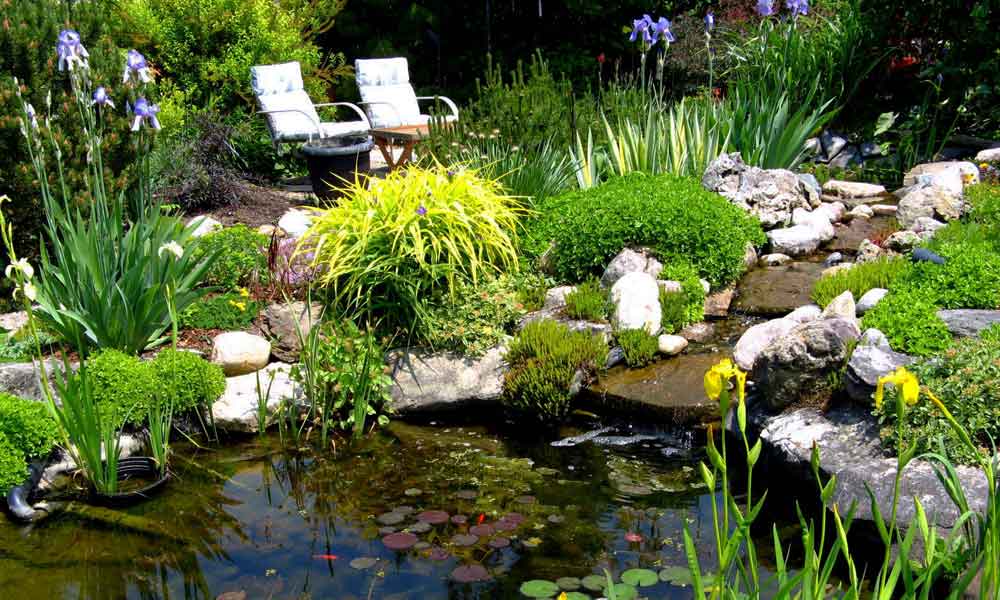 backyard habitat, Photo Credit: Andrea_44
