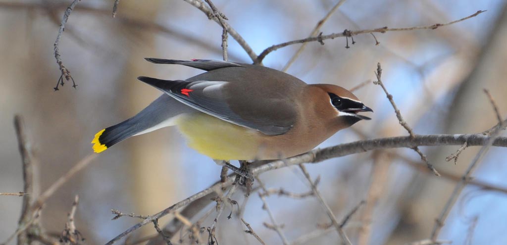 cedar waxwing on branch, Photo Credit: Stacy Krueger