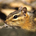 eastern chipmunk, Photo Credit: Jeffrey J. Strobel