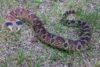 Eastern Hognose Snake (Heterodon platirhinos)