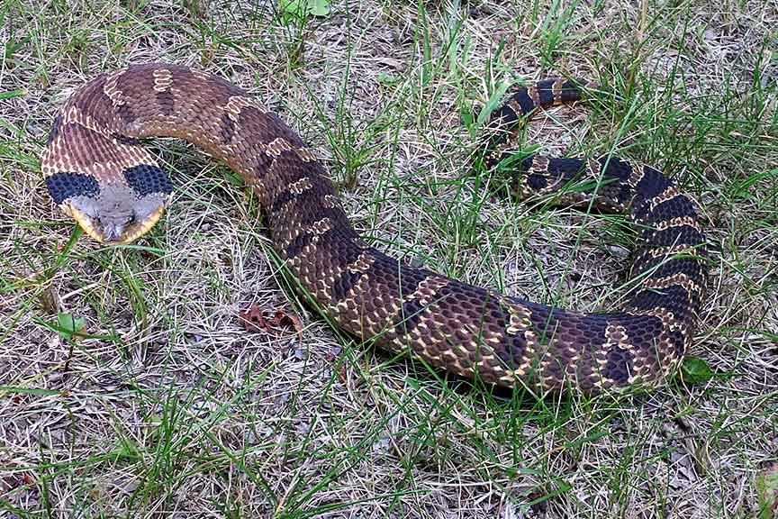 Eastern Hognose Snake - John Brantmeier