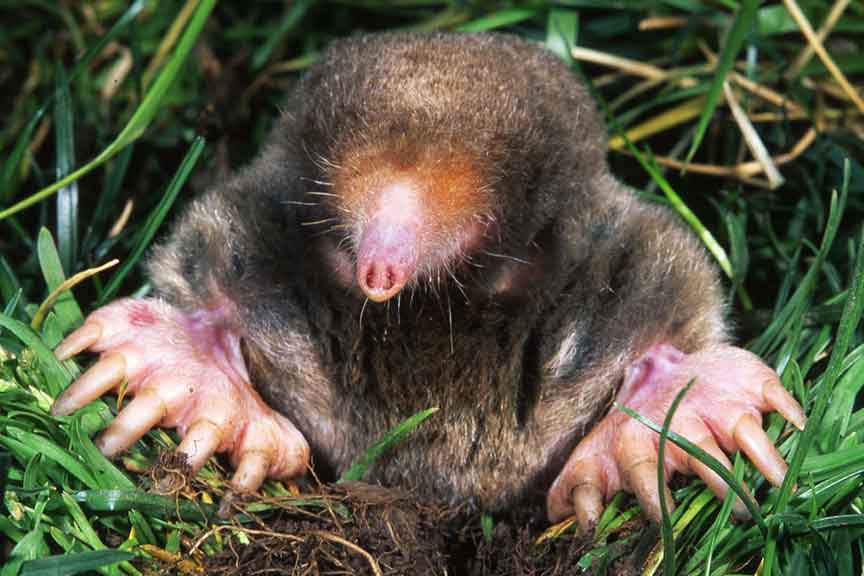 Eastern Mole - Kenneth Catania