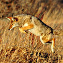coyote hunting for food, Photo Credit: USFWS Mountain Prairie