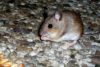 House Mouse (Mus musculus)