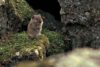 Meadow Vole (Microtus pennsylvanicus)