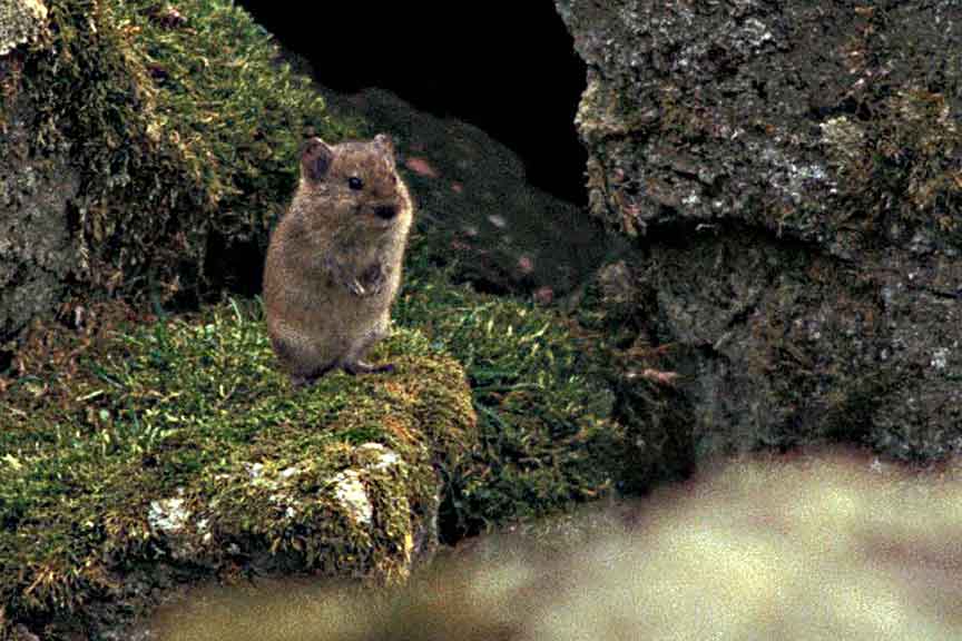 Meadow Vole - Morkill Anne USFWS