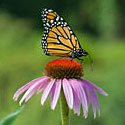Monarch butterfly sitting on purple coneflower, Photo Credit: Stacy Krueger