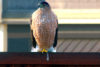 Perch Pole