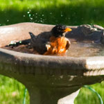 robin in birdbath, Photo credit: Steven Depolo
