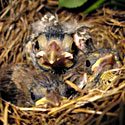 birds in nest, Photo Credit: Tony Alter