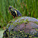 painted turtle, Photo Credit: Stacy Krueger