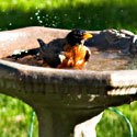 robin in birdbath, Photo Credit: Steven Depolo