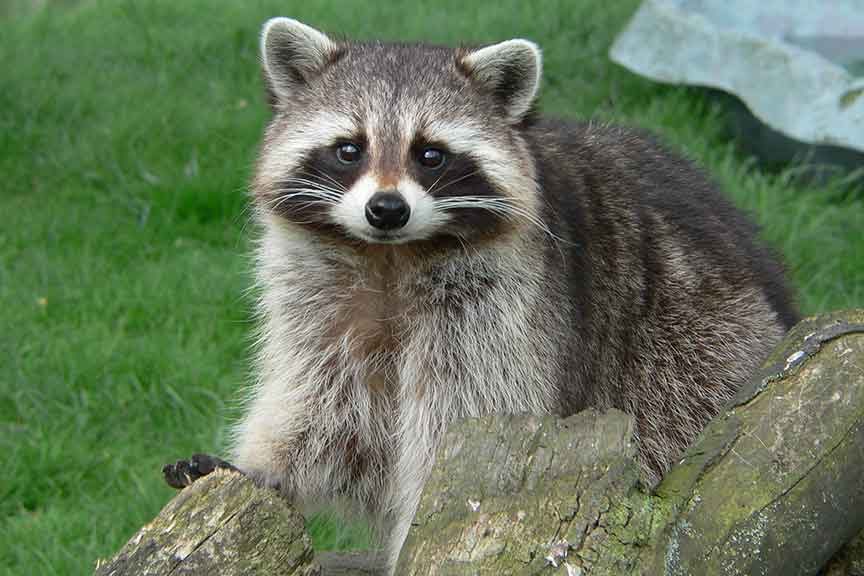 Raccoon - Herlequenn
