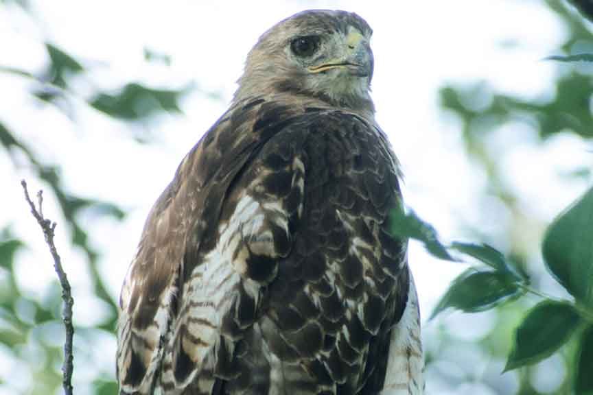 Red Tailed Hawk - Wisconsin Department of Natural Resources