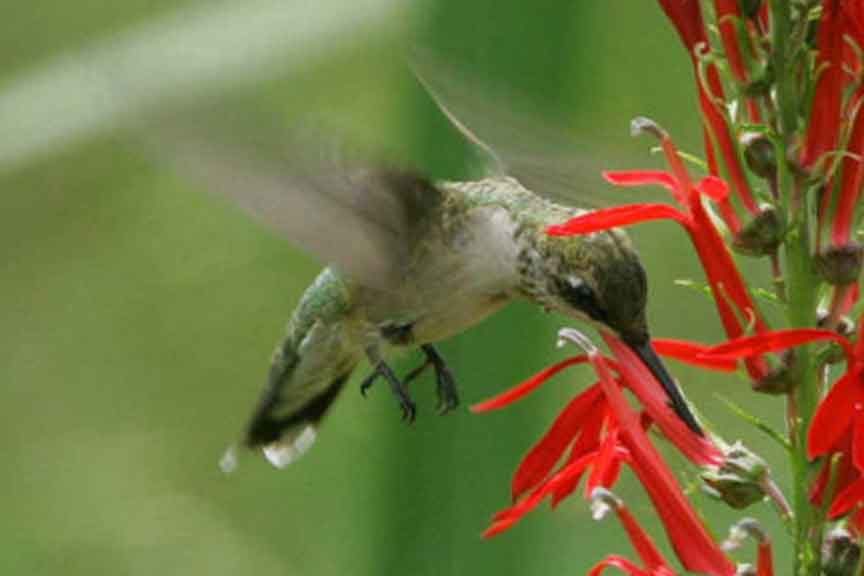 Ruby Throated Hummingbird Female - U.S. Fish and Wildlife Service