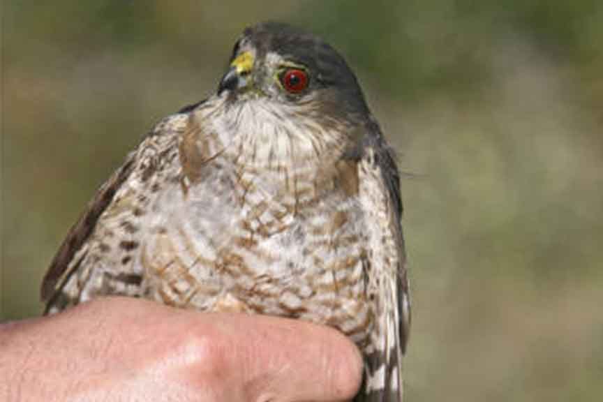 Sharp Shinned Hawk - U.S. Fish and Wildlife Service