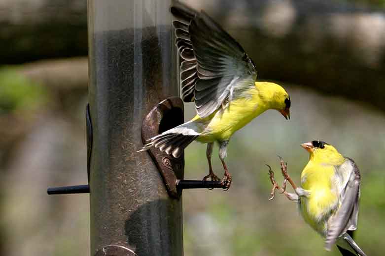 Thistle Feeder - Tailsand Fur