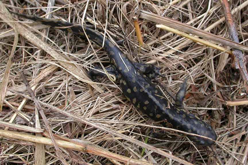Tiger Salamander - Tom Prestby